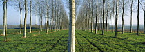 Cottonwood (Populus sp) plantation, France