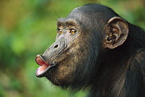 Chimpanzee (Pan troglodytes) adult female calling, Gabon