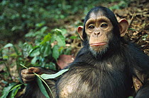 Chimpanzee (Pan troglodytes) sick baby with a big belly, Gabon