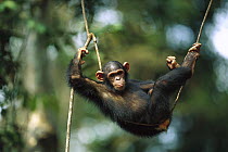Chimpanzee (Pan troglodytes) resting on a liana vine, Gabon