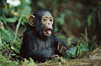Chimpanzee (Pan troglodytes) orphan, Gabon