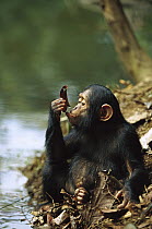Chimpanzee (Pan troglodytes) young using a leaf to drink, Gabon