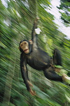 Chimpanzee (Pan troglodytes) juvenile swinging from vines, Gabon