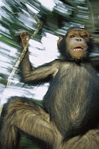 Chimpanzee (Pan troglodytes) juvenile swinging from vines, Gabon