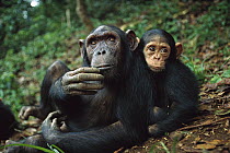 Chimpanzee (Pan troglodytes) adult female with orphan baby she has adopted, Gabon
