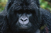 Mountain Gorilla (Gorilla gorilla beringei) close-up portrait of a silverback in the rain, Parc National Des Volcans, Rwanda