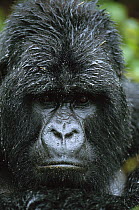Mountain Gorilla (Gorilla gorilla beringei) close-up portrait of a silverback in the rain, Parc National Des Volcans, Rwanda
