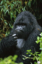 Mountain Gorilla (Gorilla gorilla beringei) portrait of a male in the rain, Parc National Des Volcans, Rwanda