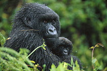 Mountain Gorilla (Gorilla gorilla beringei) female with her three month old newborn, Parc National Des Volcans, Rwanda