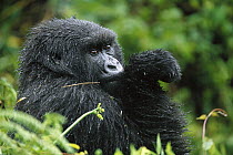 Mountain Gorilla (Gorilla gorilla beringei) adult female, Parc National Des Volcans, Rwanda