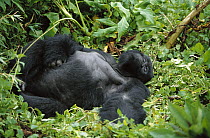 Mountain Gorilla (Gorilla gorilla beringei) napping, Parc National Des Volcans, Rwanda