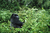 Mountain Gorilla (Gorilla gorilla beringei) a large silverback a few minutes before he attacked a tourist, Virunga Mountains, Rwanda