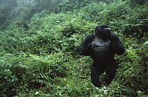 Mountain Gorilla (Gorilla gorilla beringei) large silverback continuing to display after attacking a tourist, Virunga Mountains, Rwanda