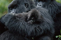 Mountain Gorilla (Gorilla gorilla beringei) female holding a three month old newborn, Parc National Des Volcans, Rwanda
