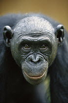 Bonobo (Pan paniscus) female portrait, ABC Sanctuary, Democratic Republic of the Congo