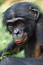 Bonobo (Pan paniscus) male portrait, ABC Sanctuary, Democratic Republic of the Congo