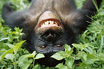 Bonobo (Pan paniscus) smiling while laying on ground, ABC Sanctuary, Democratic Republic of the Congo