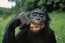 Bonobo (Pan paniscus) eating sugar cane, ABC Sanctuary, Democratic Republic of the Congo