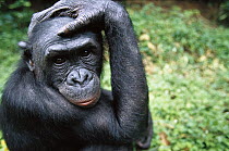 Bonobo (Pan paniscus) portrait of a nine year old male, ABC Sanctuary, Democratic Republic of the Congo