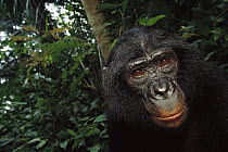 Bonobo (Pan paniscus), portrait of a male, ABC Sanctuary, Democratic Republic of the Congo