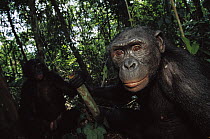 Bonobo (Pan paniscus) portrait of a male, ABC Sanctuary, Democratic Republic of the Congo