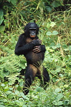 Bonobo (Pan paniscus) portrait of female standing, ABC Sanctuary, Democratic Republic of the Congo