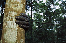 Bonobo (Pan paniscus) detail of hand on a tree trunk, ABC Sanctuary, Democratic Republic of the Congo