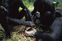 Bonobo (Pan paniscus) using rocks as a hammer and anvil to crack open nuts, ABC Sanctuary, Democratic Republic of the Congo