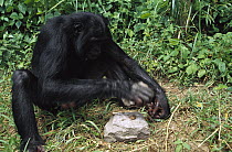 Bonobo (Pan paniscus) using rocks as a hammer and anvil to crack open nuts, ABC Sanctuary, Democratic Republic of the Congo