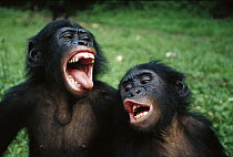 Bonobo (Pan paniscus) juvenile pair making funny faces, Democratic Republic of the Congo