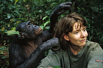 Bonobo (Pan paniscus), grooming a visitor, ABC Sanctuary, Democratic Republic of the Congo