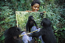 Bonobo (Pan paniscus), baby does not recognize himself in a mirror, ABC Sanctuary, Democratic Republic of the Congo