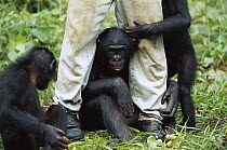 Bonobo (Pan paniscus) playing with their keeper, ABC Sanctuary, Democratic Republic of the Congo