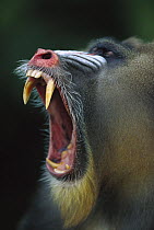Mandrill (Mandrillus sphinx) adult male vocalizing showing huge canine teeth, Gabon