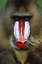 Mandrill (Mandrillus sphinx) close-up portrait of an adult male picking his nose, Gabon