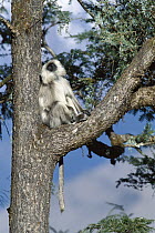 Central Himalayan Langur (Semnopithecus schistaceus) adult resting in a tree, winter, Himalaya Mountains at 2,500 meters elevation, Nepal