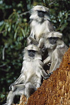 Central Himalayan Langur (Semnopithecus schistaceus) trio in the Himalayan Mountains at 2,500 meters elevation, winter, Nepal