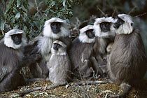 Central Himalayan Langur (Semnopithecus schistaceus) family group huddled together in the Himalayan Mountains at 2,500 meters elevation in winter, Nepal