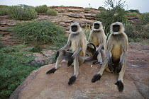 Hanuman Langur (Semnopithecus entellus) three adults sitting on a rock in the Thar desert, Rajasthan, India