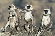 Central Himalayan Langur (Semnopithecus schistaceus) three adults, one holding a baby, Himalayan Mountains in winter at 2,500 meters elevation, Nepal