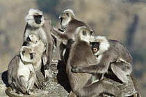 Central Himalayan Langur (Semnopithecus schistaceus) family group grooming each other, Himalayan Mountains in winter at 2,500 meters elevation, Nepal