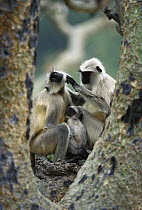 Hanuman Langur (Semnopithecus entellus) two adults with infant grooming, Ranakpur Forest, Rajasthan, India