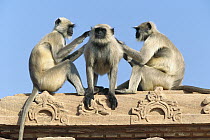 Hanuman Langur (Semnopithecus entellus) three on building grooming each other, Rajasthan, India