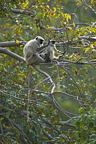 Hanuman Langur (Semnopithecus entellus) adult grooming young in tree, Ranakpur Forest, Rajasthan, India