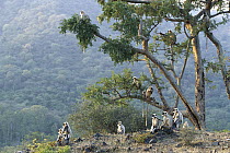 Hanuman Langur (Semnopithecus entellus) group in Ranakpur Forest, Rajasthan, India