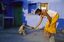 Hanuman Langur (Semnopithecus entellus) taking food offered by a man in the city of Jodhpur, Rajasthan, India