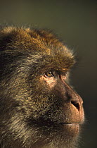 Barbary Macaque (Macaca sylvanus) close-up portrait of a male, Morocco