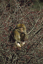 Barbary Macaque (Macaca sylvanus) adult eating berries in a tree in winter, Middle Atlas Mountains, Morocco