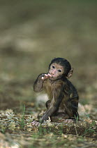 Barbary Macaque (Macaca sylvanus) infant, Morocco