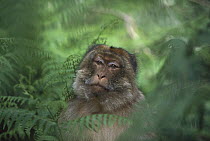 Barbary Macaque (Macaca sylvanus) male sitting on ground among ferns, spring, Middle Atlas Mountains, Morocco